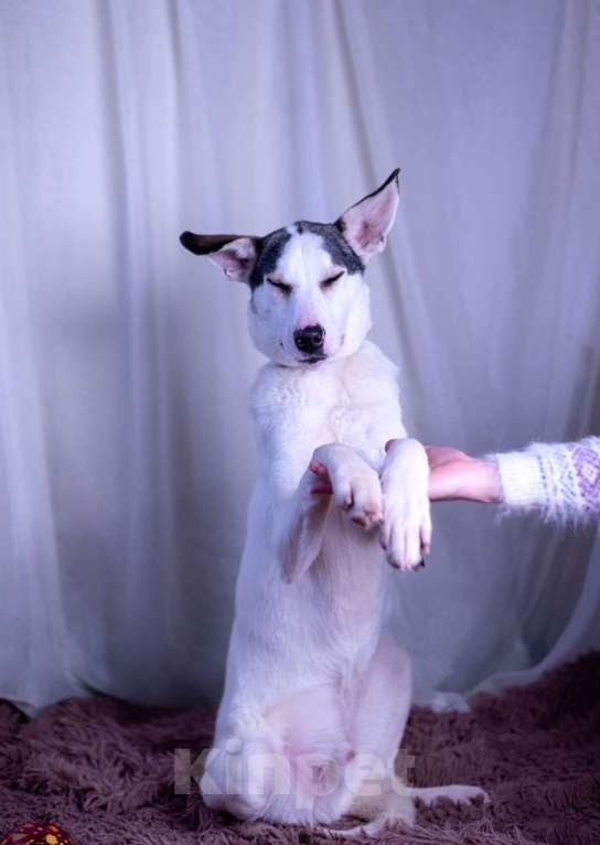 Собаки в других городах Московской области: Нильс мальчик Мальчик, Бесплатно - фото 6