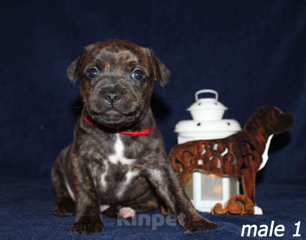 Собаки в Брянске: Стаффордширский бультерьер щенки Мальчик, 60 000 руб. - фото 2