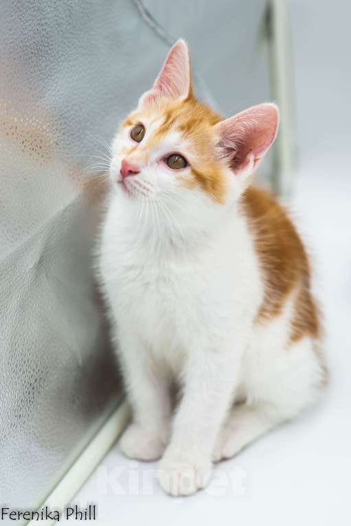 Кошки в Хабаровске: Котёнок Курильского Бобтейла Ференика Фил МИРАМ Мальчик, 40 000 руб. - фото 7