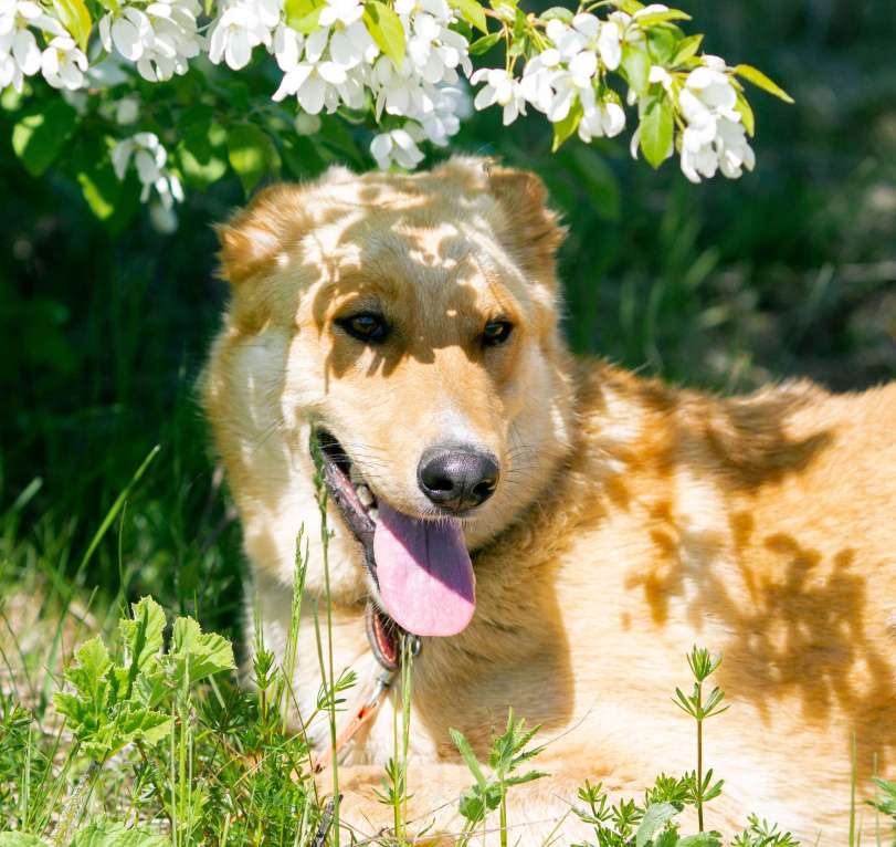 Собаки в других городах Пермского края: Большое и обнимательное солнышко Мальчик, Бесплатно - фото 8