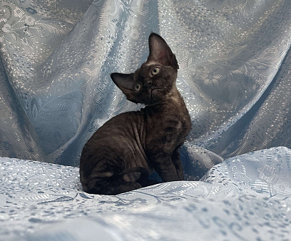 Котенок Девон Рекс черная девочка