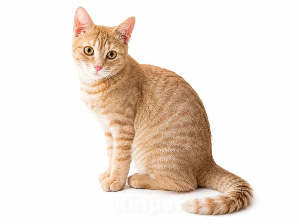 Кошки в Москве: Кошка Сиенна ищет дои Девочка, Бесплатно - фото 1