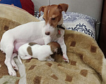 Собаки в Тольятти: Джек Рассел терьер  Мальчик, 20 000 руб. - фото 2