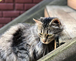Кошки в Можайске: Фрося Фросюшка Фросинья … есть такая кошка на свете, ищет своих маму с папой, ждет их каждый день…  Девочка, Бесплатно - фото 3