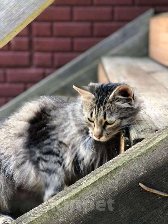 Кошки в Можайске: Фрося Фросюшка Фросинья … есть такая кошка на свете, ищет своих маму с папой, ждет их каждый день…  Девочка, Бесплатно - фото 3