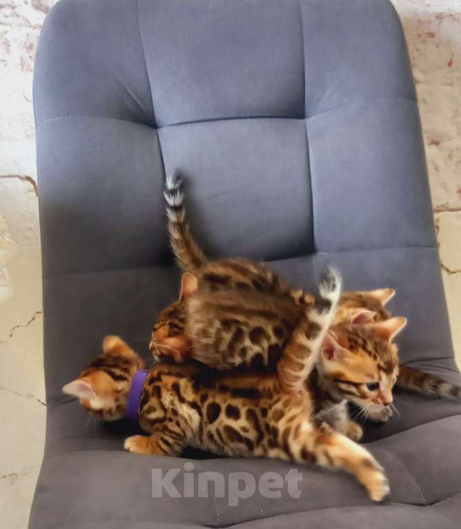 Кошки в Челябинске: Бенгальские котята Разнополые, 15 000 руб. - фото 1