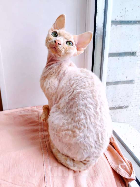 Кошки в Воронеже: Девон Рекс котёнок Мальчик, 50 000 руб. - фото 1