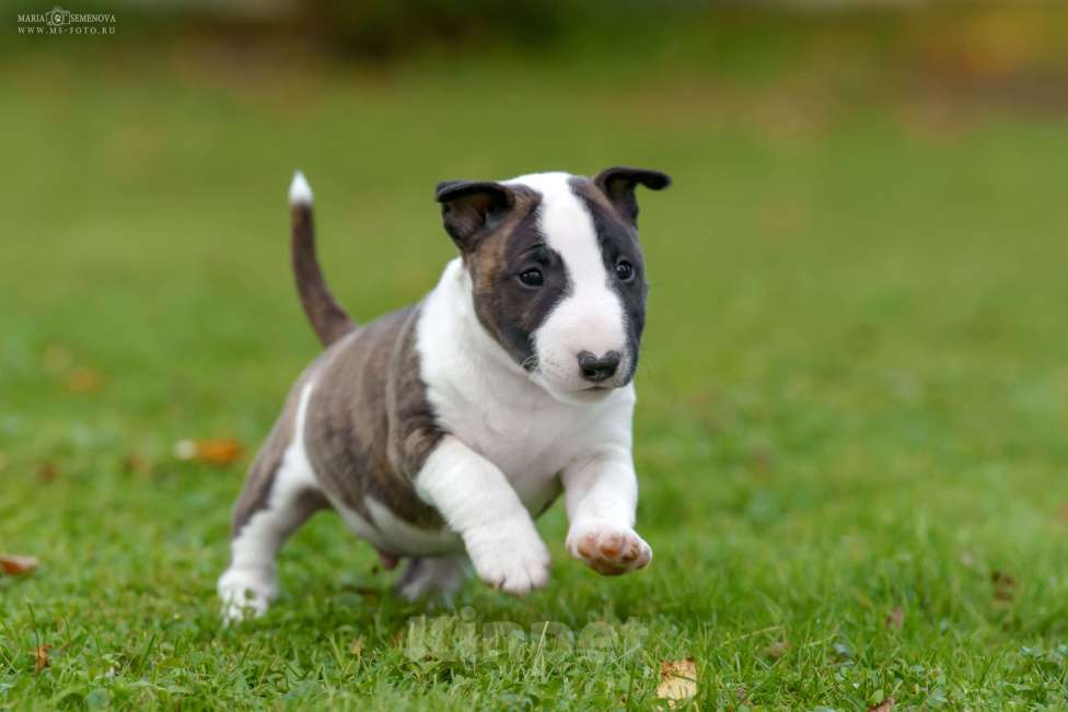 Собаки в Москве: Миниатюрный бультерьер щенок Мальчик, Бесплатно - фото 2