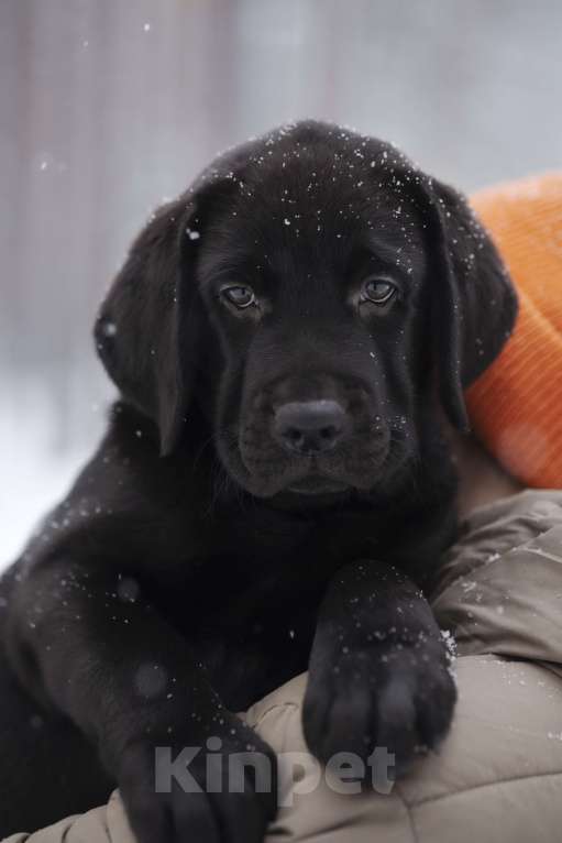 Собаки в Санкт-Петербурге: IRISLAV BIG BOSS Мальчик, 160 000 руб. - фото 9