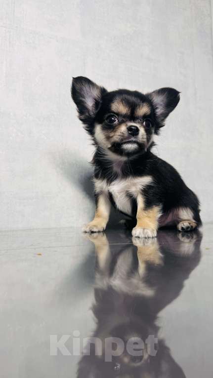 Собаки в Уфе: Очаровательные щенки длинношерстного чихуахуа — мальчики с документами Мальчик, 45 000 руб. - фото 3