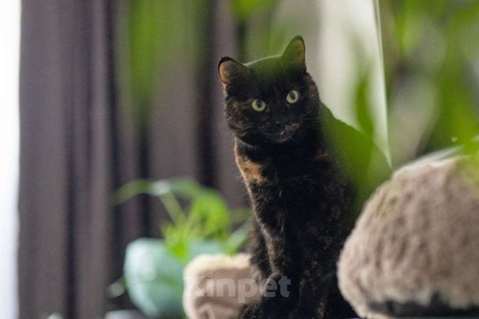 Кошки в Люберцах: Красотка в дар Девочка, Бесплатно - фото 3