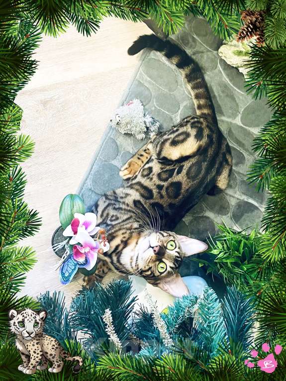 Кошки в Новосибирске: Клубная бенгальская кошечка Девочка, 15 000 руб. - фото 3