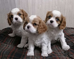 Собаки в Москве: Кавалер Кинг Чарльз спаниель. Мальчик, 75 000 руб. - фото 2