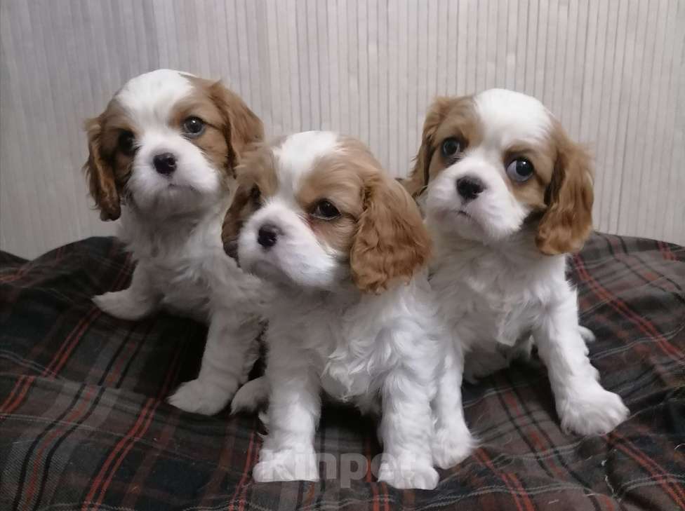 Собаки в Москве: Кавалер Кинг Чарльз спаниель. Мальчик, 75 000 руб. - фото 2