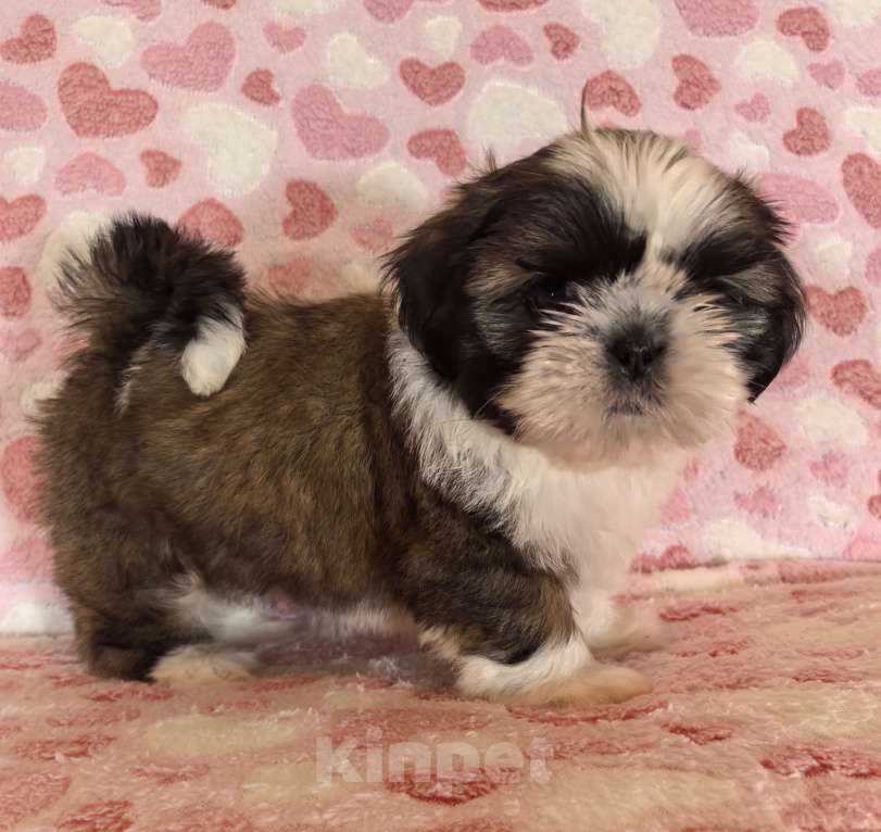 Собаки в других городах Белгородской области: Девочка ши-тцу  Девочка, 35 000 руб. - фото 6