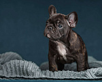 Собаки в Санкт-Петербурге: Щенки французского бульдога Девочка, 60 000 руб. - фото 1