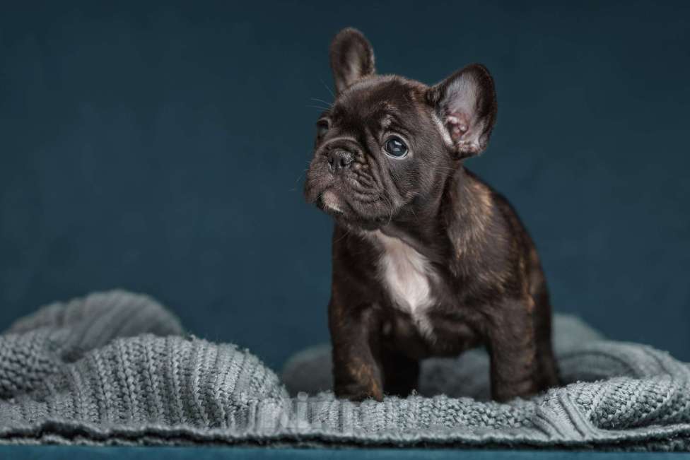 Собаки в Санкт-Петербурге: Щенки французского бульдога Девочка, 60 000 руб. - фото 1