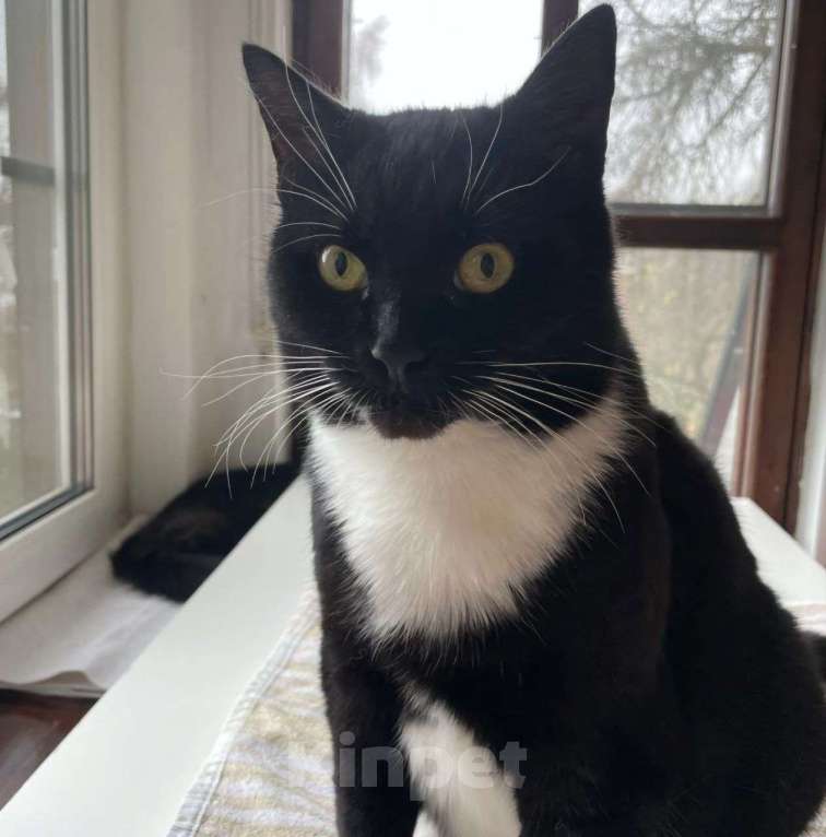 Кошки в Москве: Самая ласковая кошечка Василиса мечтает о доме Девочка, Бесплатно - фото 5