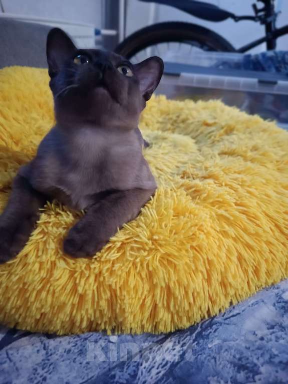 Кошки в Ростове-на-Дону: Малыш европейской Бурмы  Мальчик, 50 000 руб. - фото 3