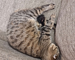 Кошки в Сочи: Домашняя шотландская вислоухая кошка Милашка  Девочка, Бесплатно - фото 3