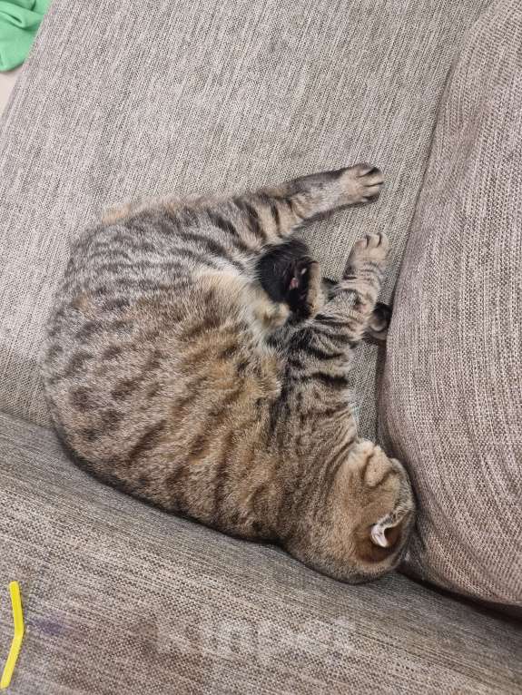 Кошки в Сочи: Домашняя шотландская вислоухая кошка Милашка  Девочка, Бесплатно - фото 3