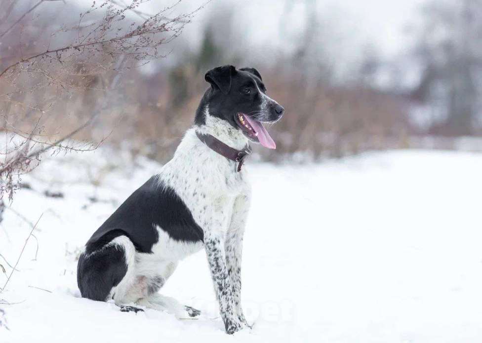 Собаки в Москве: Рик история надежды Мальчик, Бесплатно - фото 5