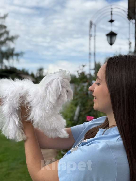 Собаки в Москве: Мальчик 5 месяцев Мальтийская болонка  Мальчик, 100 000 руб. - фото 2
