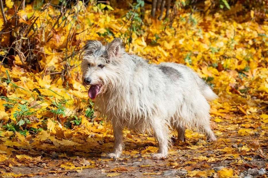 Собаки в Подольске: Зайке нужен дом  Девочка, Бесплатно - фото 5