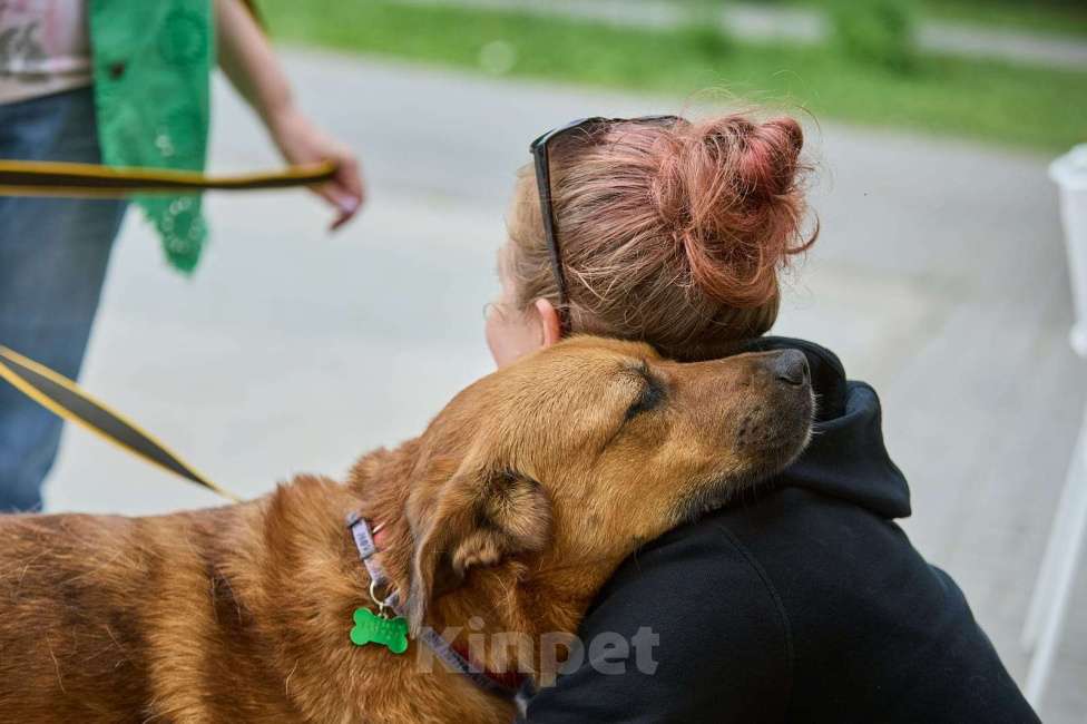 Собаки в других городах Московской области: Тайф - большой ребёнок  Мальчик, 1 руб. - фото 4
