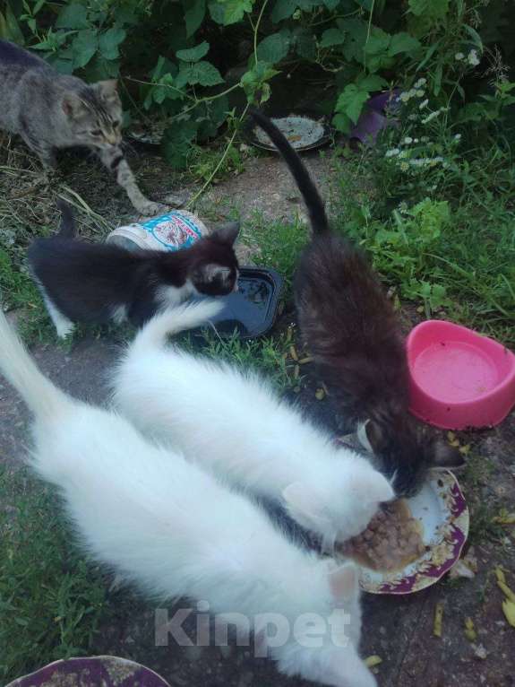 Кошки в других городах Московской области: Разного окраса  котята Девочка, Бесплатно - фото 3