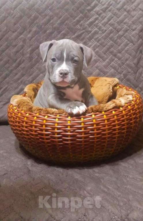 Собаки в Орске: Американский булли покет Разнополые, Бесплатно - фото 5