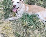 Собаки в Томске: Отдам в добрые руки собаку Мальчик, Бесплатно - фото 1