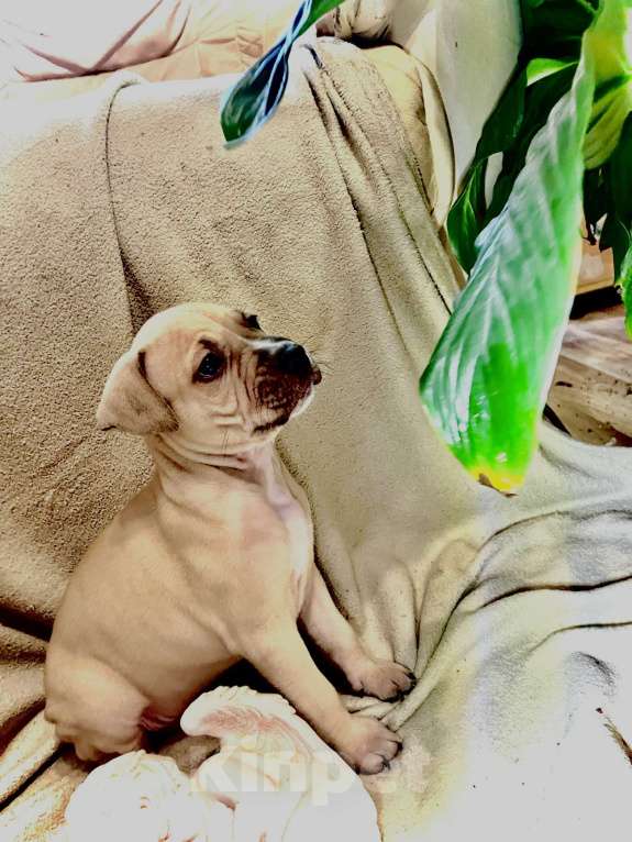 Собаки в Санкт-Петербурге: Продаем  Девочка, 29 000 руб. - фото 5