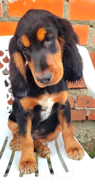 Собаки в Москве: Русский охотничий спаниель редкого окраса Мальчик, 65 000 руб. - фото 2