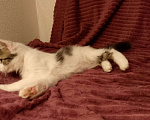 Кошки в Москве: Котёнок в добрые руки  Девочка, Бесплатно - фото 9