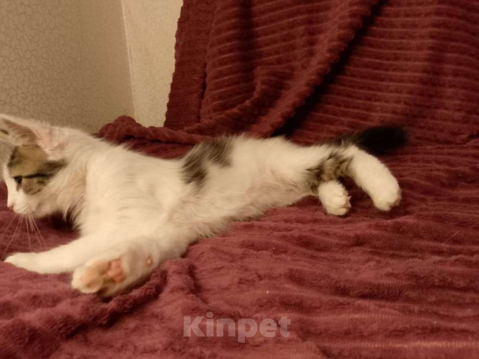 Кошки в Москве: Котёнок в добрые руки  Девочка, Бесплатно - фото 9