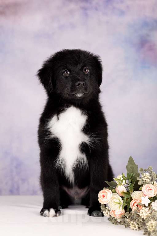 Собаки в Нижнем Новгороде: Щенки Миниатюрной Американской овчарки Разнополые, Бесплатно - фото 6