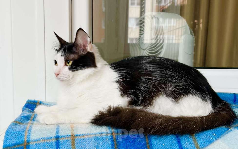 Кошки в Москве: Котенок Лаплас в добрые руки  Мальчик, Бесплатно - фото 7