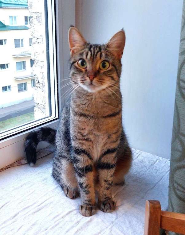 Кошки в Санкт-Петербурге: Красавица Рыся в добрые руки. Девочка, Бесплатно - фото 1