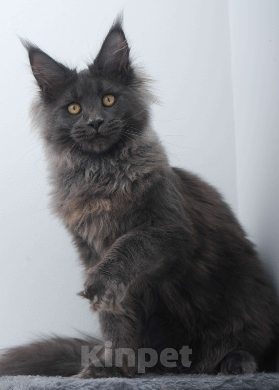 Кошки в Москве: Голубой солид кошечка Девочка, 70 000 руб. - фото 4