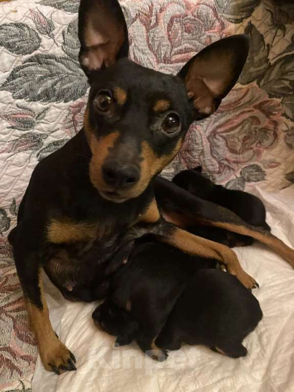 Собаки в Александрове: Бронь щенков Девочка, Бесплатно - фото 3