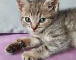 Кошки в Красногорске: Котенок девочка 1,5 месяца ищет дом Девочка, Бесплатно - фото 2