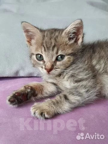 Кошки в Красногорске: Котенок девочка 1,5 месяца ищет дом Девочка, Бесплатно - фото 2