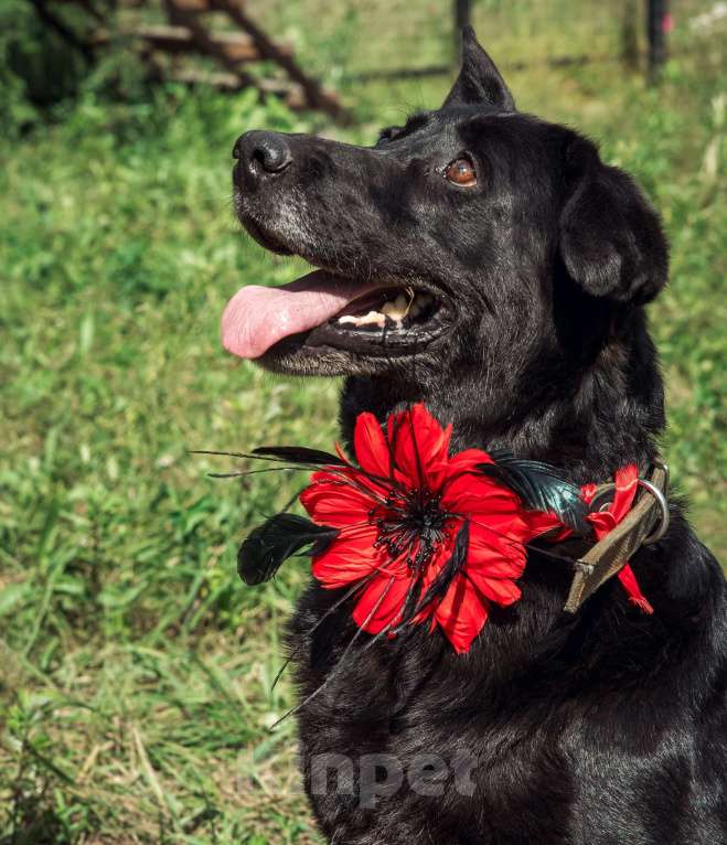 Собаки в Москве: Кьра, собака 7 лет Девочка, Бесплатно - фото 6