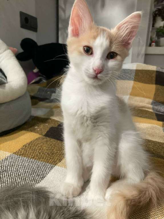 Кошки в Москве: Доиашний котенок-девочка в дар Девочка, Бесплатно - фото 3