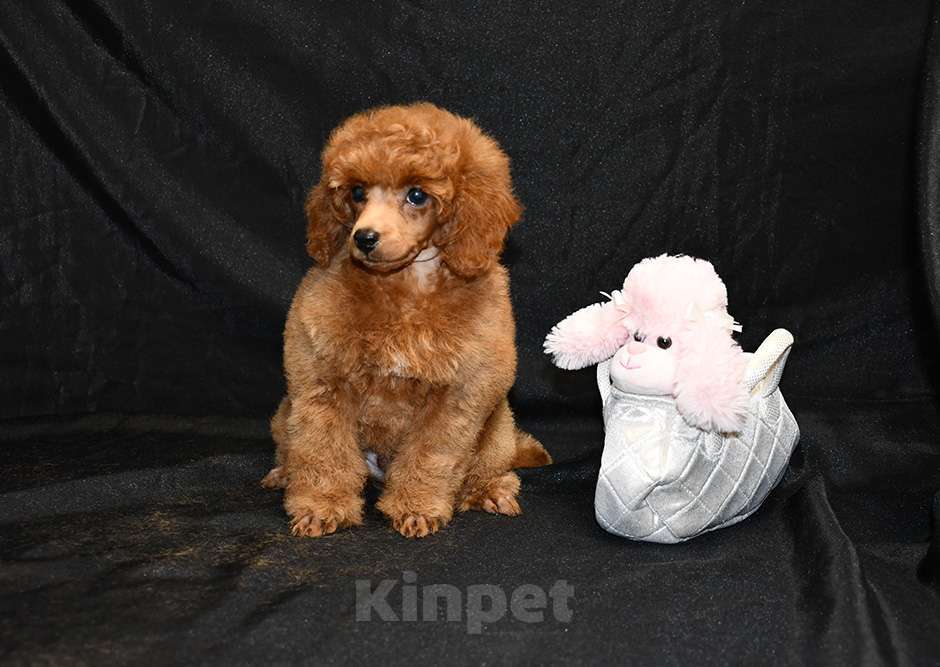 Собаки в Долгопрудном: Пуделя щенок  миниатюрный рыжий  КВИККИ  Мальчик, 100 000 руб. - фото 2