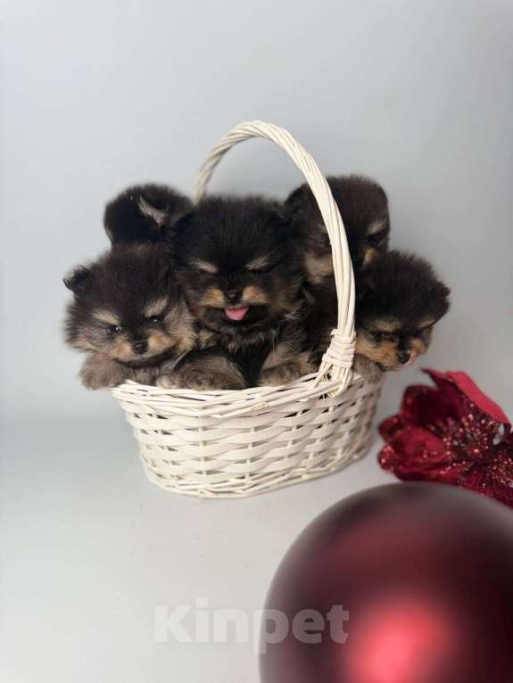 Собаки в Ростове-на-Дону: Щенок шпица Девочка, Бесплатно - фото 1