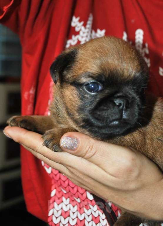 Собаки в Москве: Пти-брабансон миниатюрный мальчик Мальчик, 50 000 руб. - фото 3