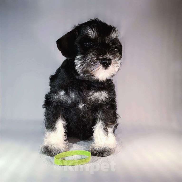 Собаки в Нижнем Новгороде: Цвергшнауцер Мальчик, 55 000 руб. - фото 2