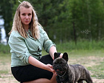 Собаки в Новосибирске: Французский бульдог Девочка, 50 000 руб. - фото 6